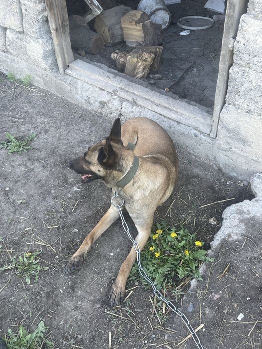 Белгиская овчарка 11 айлық