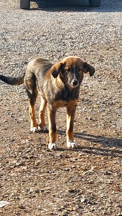 Пристраиваются щенки