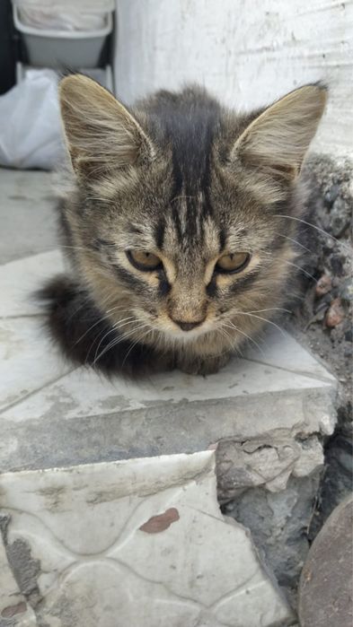 Котята бесплатно