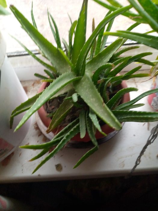 Продаю цветок алое Вера