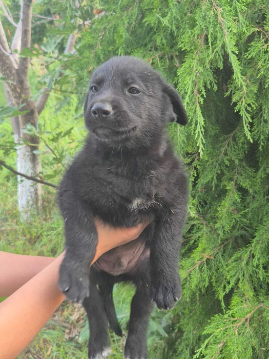 Chiroyli va aqlli Avcharka kuchukchalari sotiladi