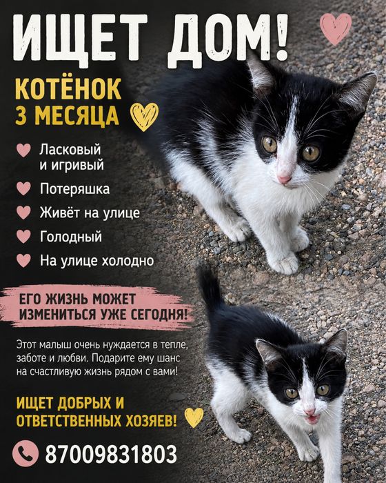 Маленький котенок ищет любящую семью