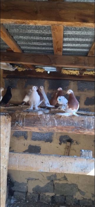 Продам голуби разных пород
