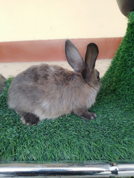 Quyon sotiladi 2 oylik