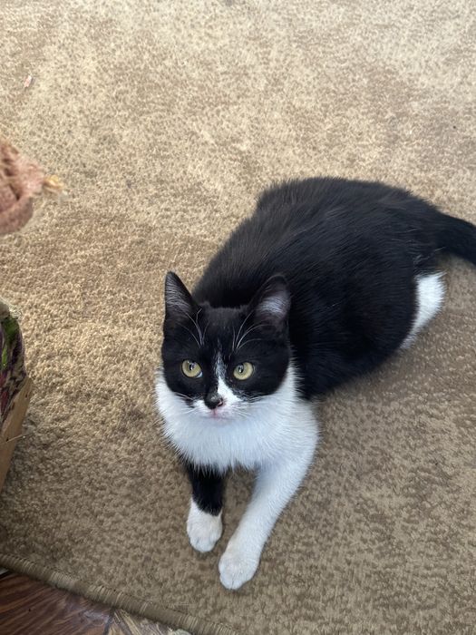 Котенок в добрые руки