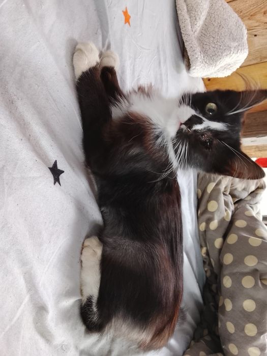 Котятки отдам в добрые руки