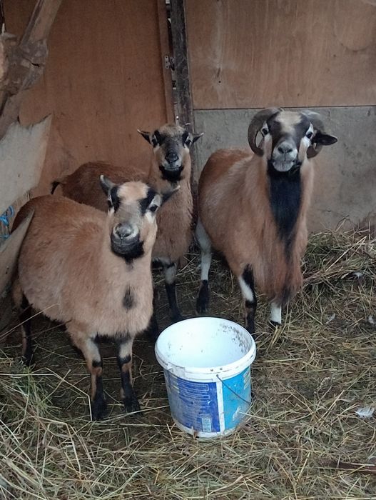 Vând sau schimb cu vițea sau mânz 2 oi camerun și un berbec