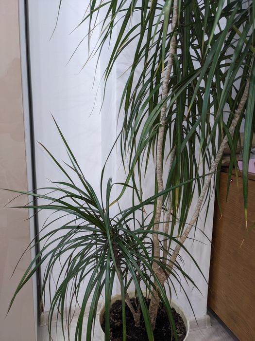 Plantă de interior Arborele dragonului ( Dracaena marginata)
