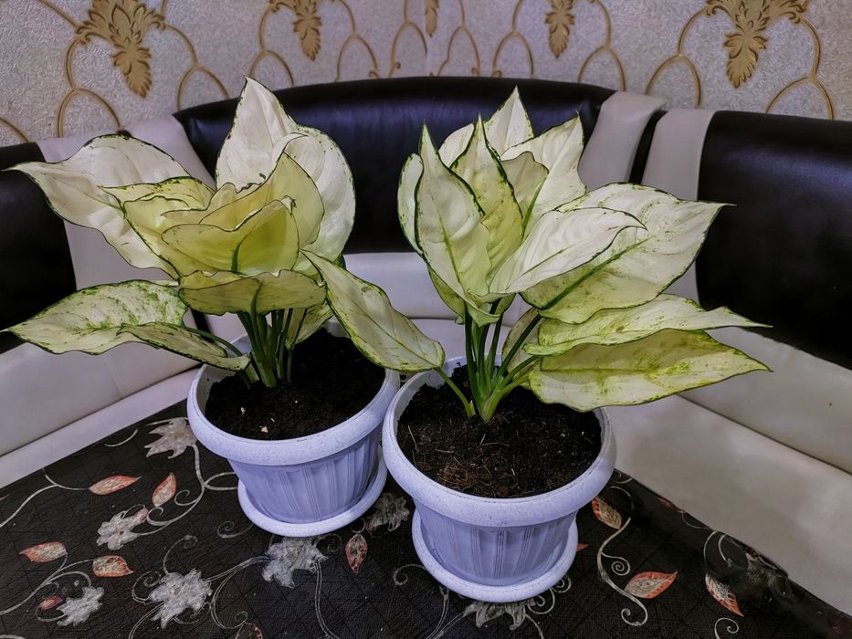 Комнатные растения. доставка