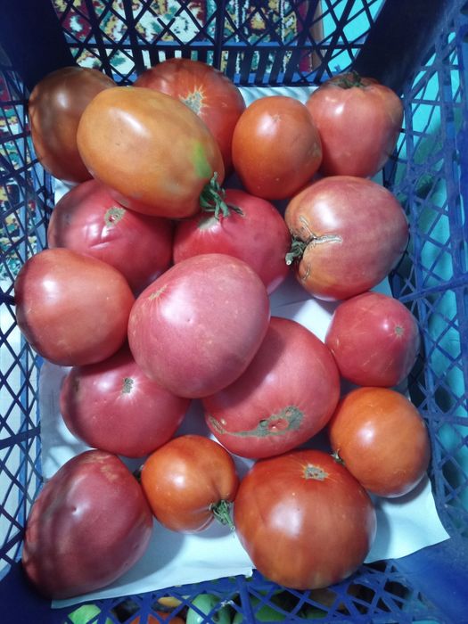 Продам помидоры разные не кислые