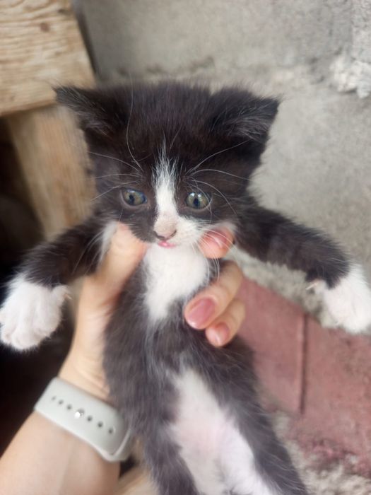 Отдам милых котяток