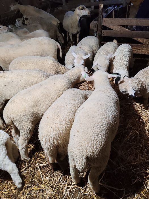 Miei Texel de vânzare