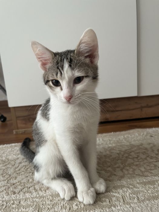 Отдам в добрые руки котят.