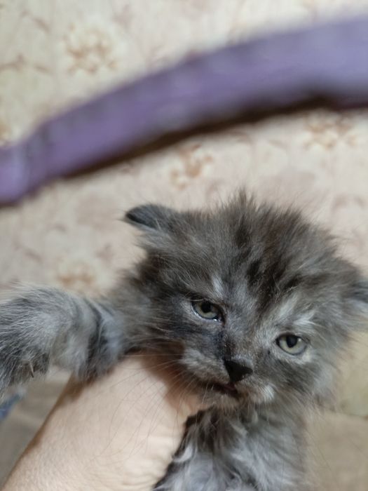 Отдам в добрые руки