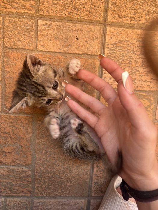 Осиновете женско котенце