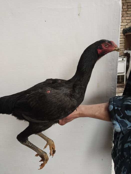 Dakan joja tovu uzun yirik narsa ota onasiyam toza narsala bogan