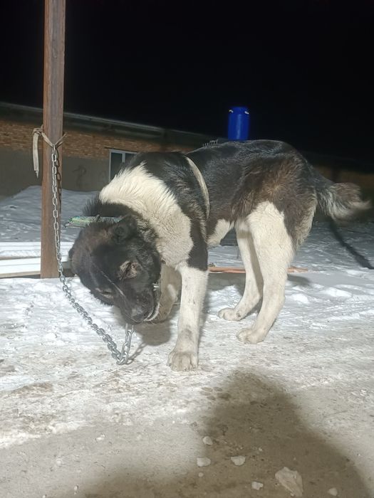 Алабай семь месяцев