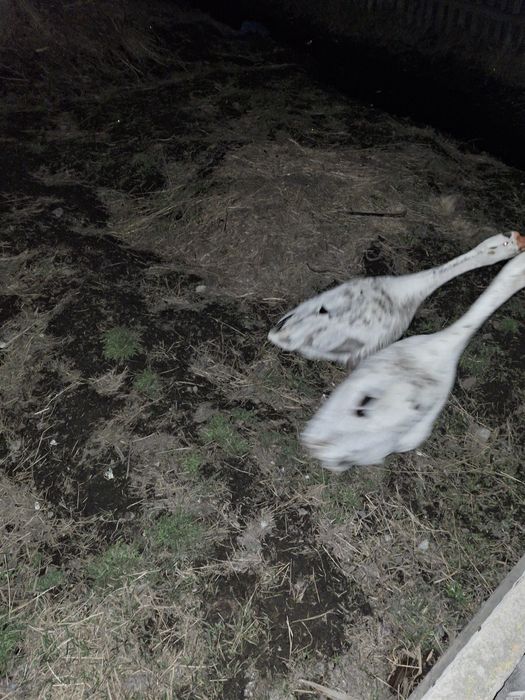 Продам 2 гусака-13.000.т