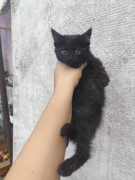 Котёнок срочно нужен дом