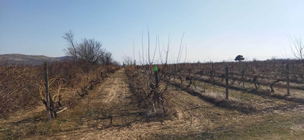 Продава се Земеделски имот в с. Цалапица, Област Пловдив -  кв.м за 3060 €/дка - Снимка #3