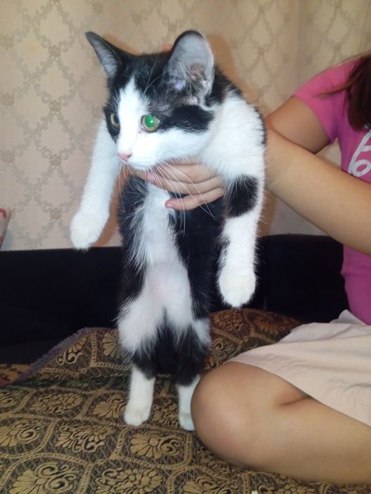 Котенок девочка ласковая