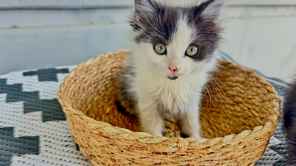 Отдам котят в добрые руки