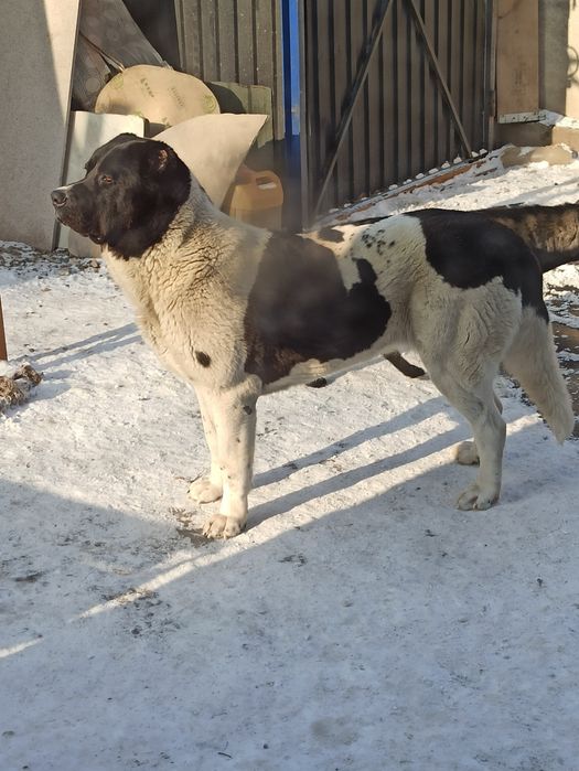 Продам породистого Алабая