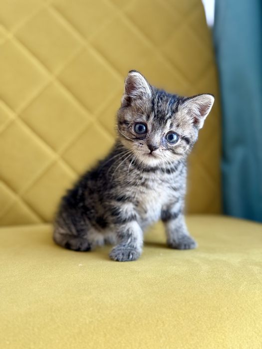 Отдам котика в добрые руки