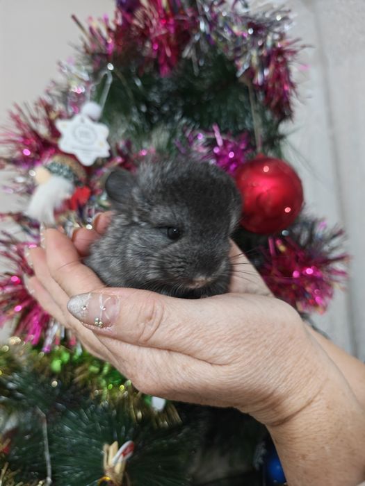 Выставляются в бронь шишиллята - мальчик и девочка.