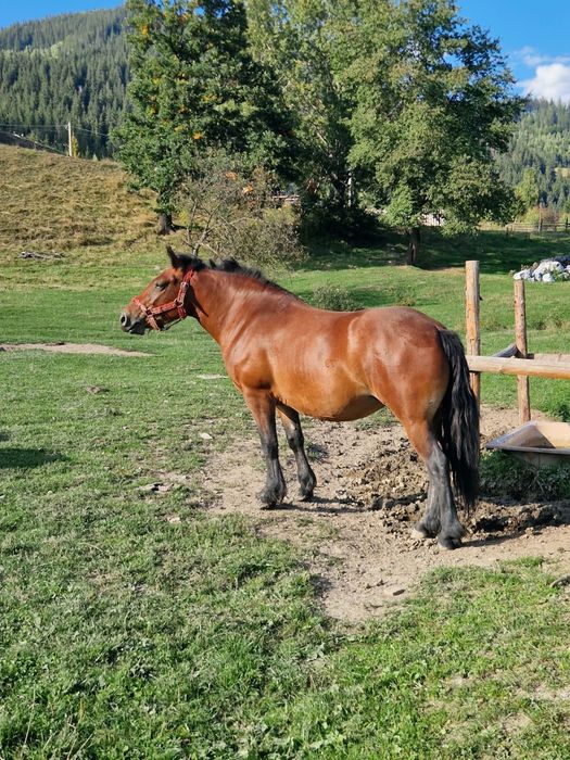Cai si ponei de vânzare