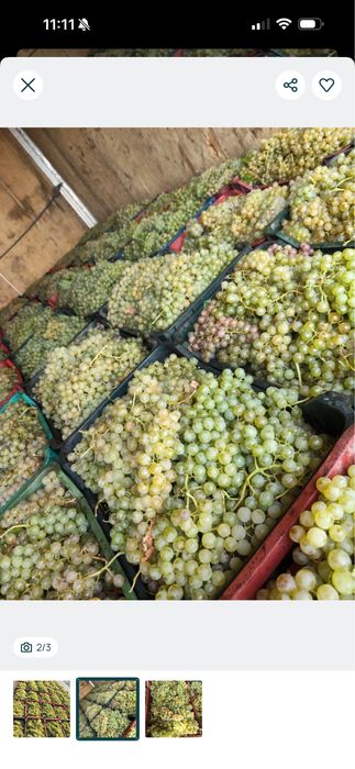 Struguri de vin