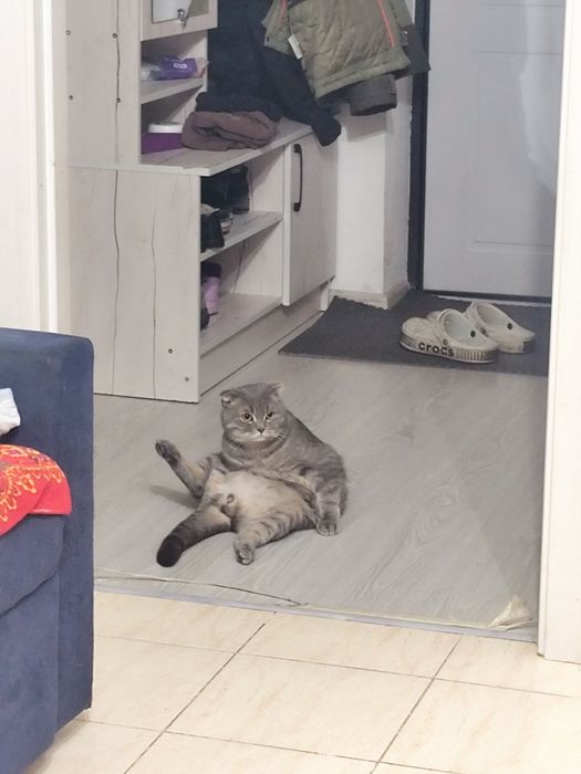 Продам кота веслоухи