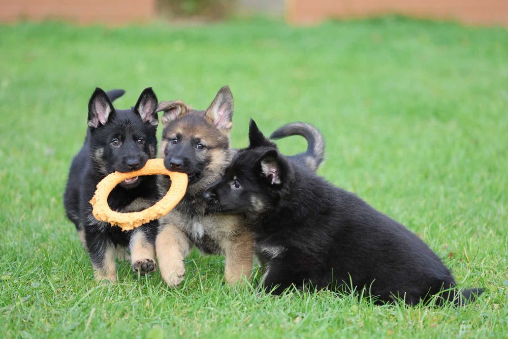Ciobanesc German Linie de lucru spate drept Canisa autorizata