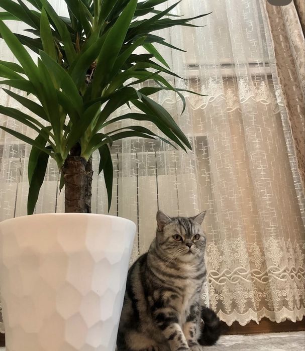 Отдам кошку в добрые руки