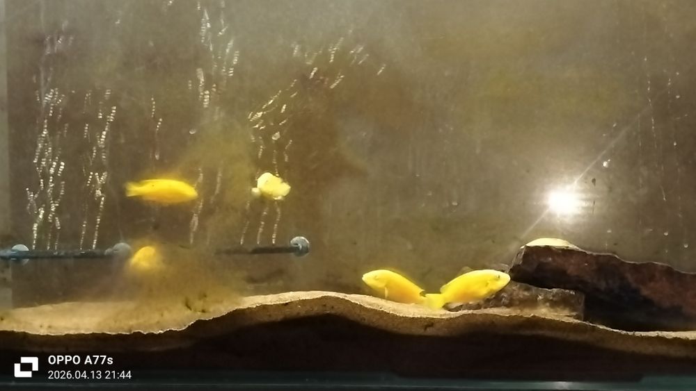 Продам рыбка еллоу