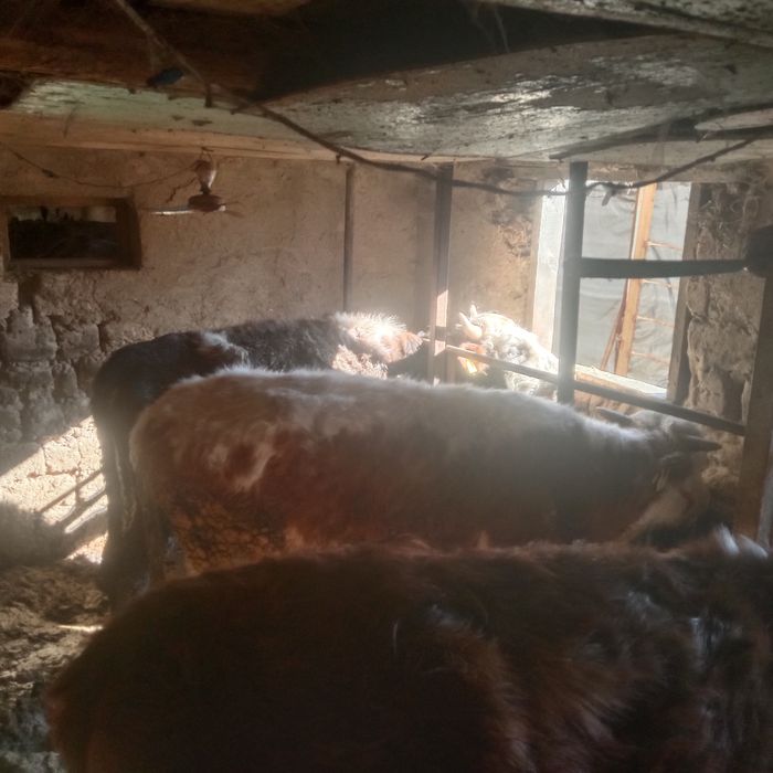 Продам бычков емга тайор