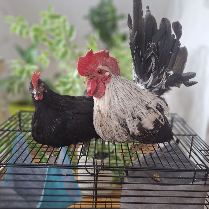 Семья породы ШАБО