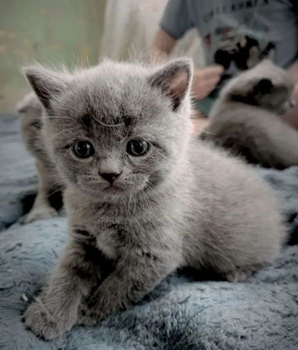Котята 1.5 мес мальчики и девлчики