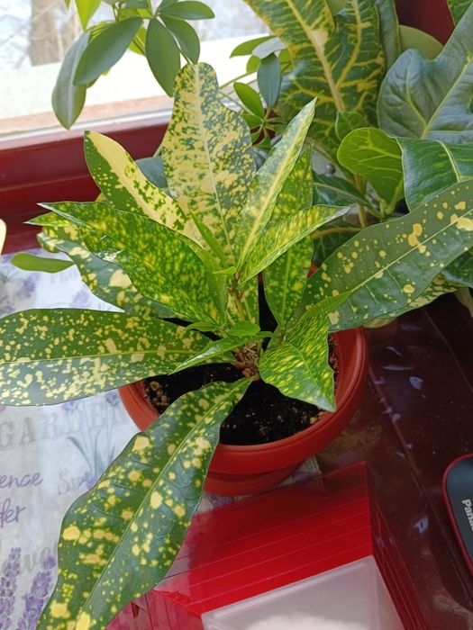 Росточки размарина