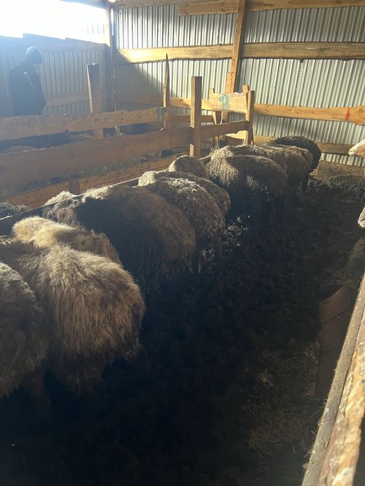 Семіз қой барны овцы