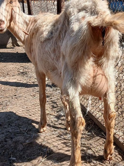 Ағылшын-нуб ешкі