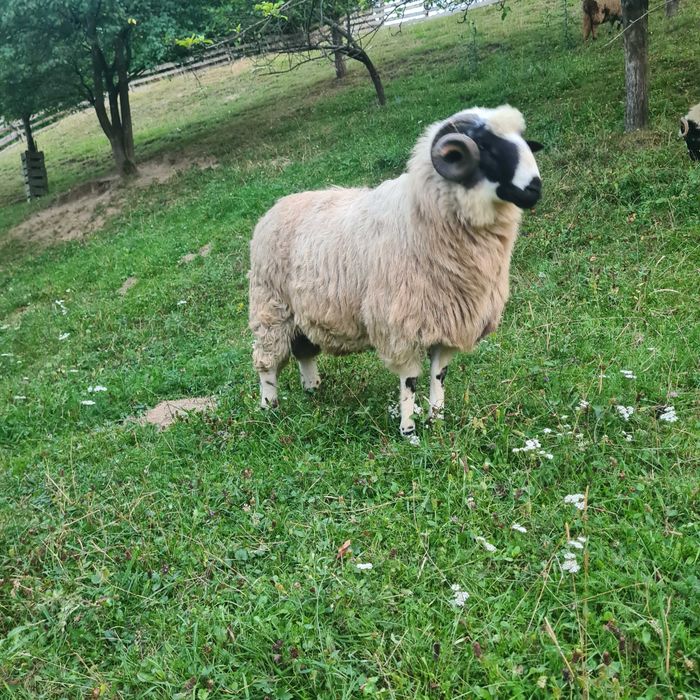 Mior Disponibil.