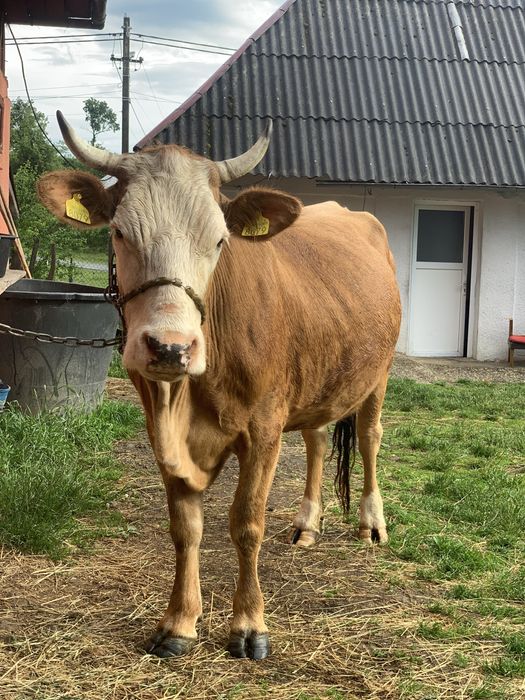 Vand vaca baltata