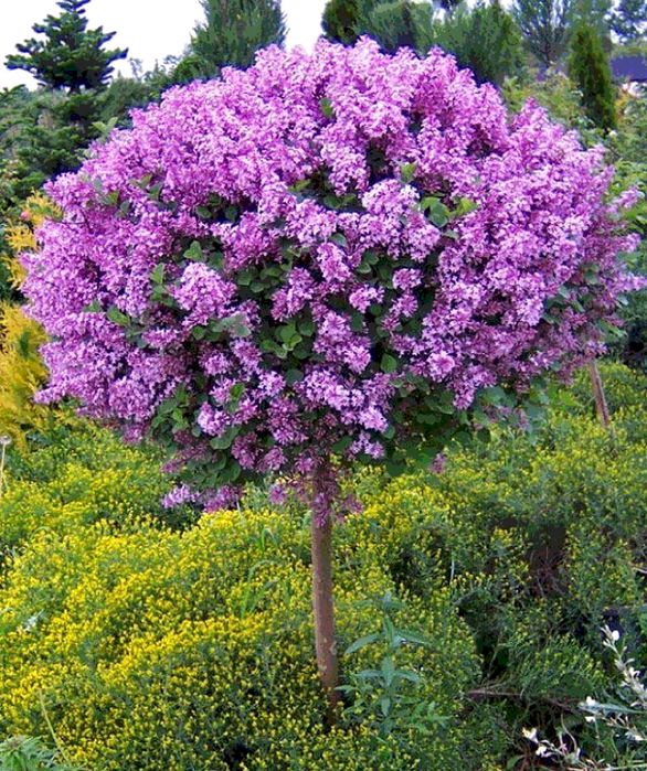 Продам сирень деревковую и кустовую