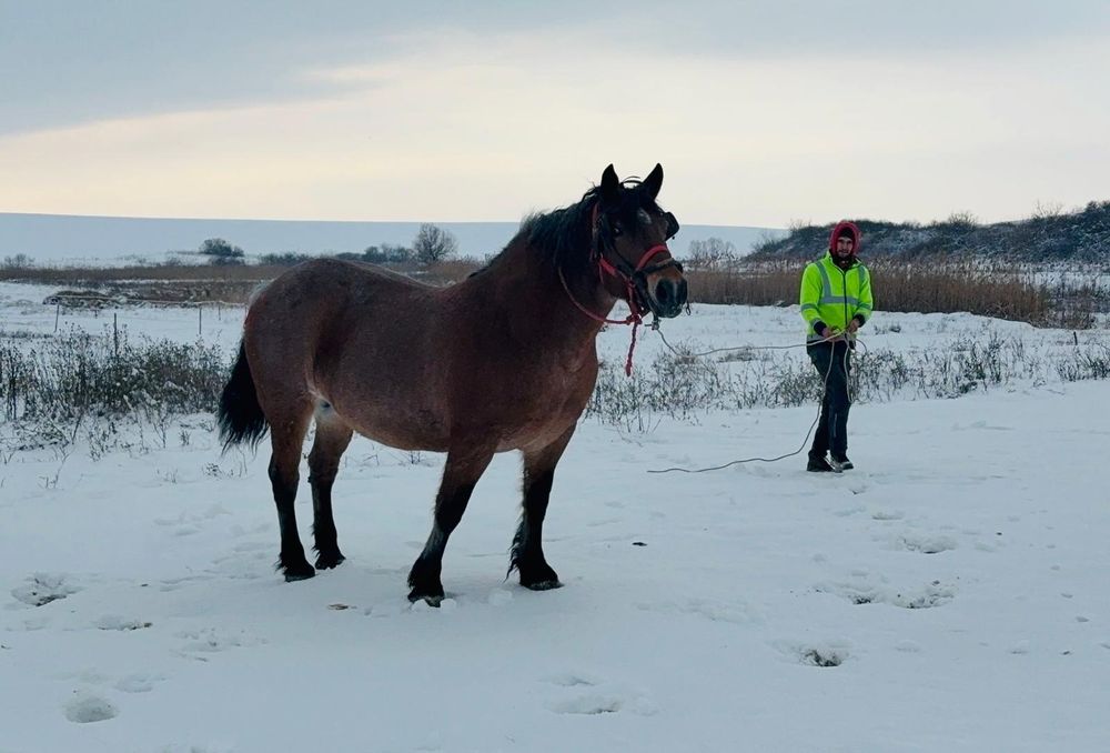 Vând iapa sau schimb cu manza ardeneza
