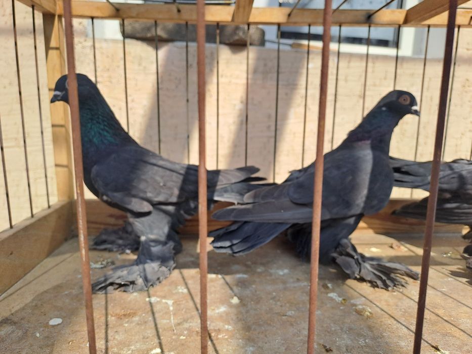 Продам голубей самки