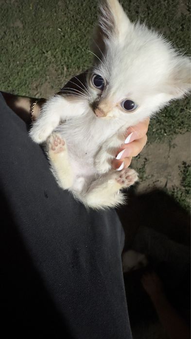 Котята бесплатно кошка