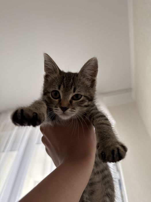 котенок отдам даром