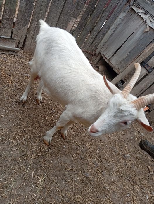Vând  capra  sanen și alpin franceză