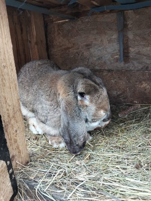 Vând  sau schimb iepuri berbec german